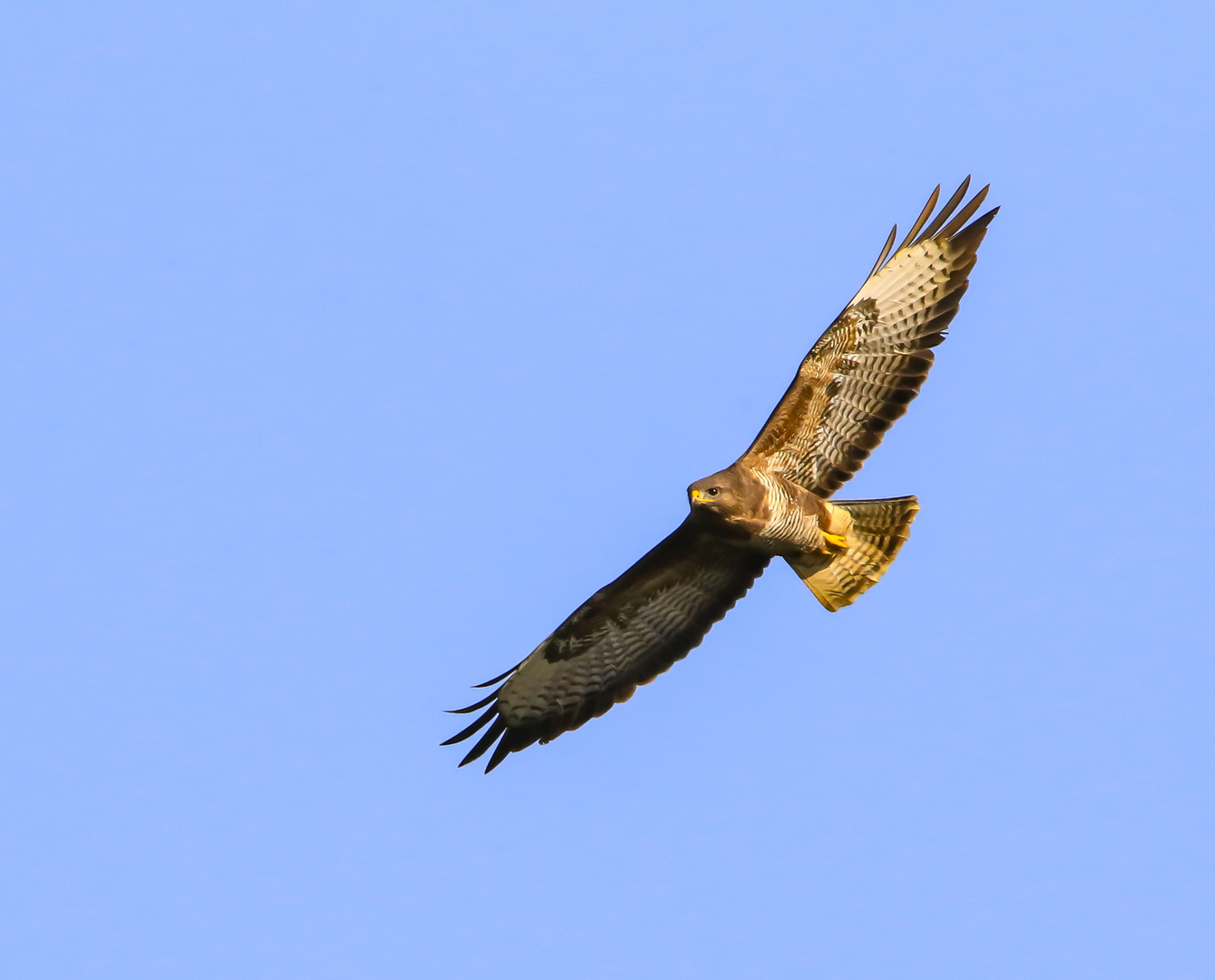 Bussard 