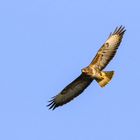 Bussard 