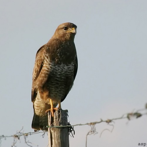 Bussard