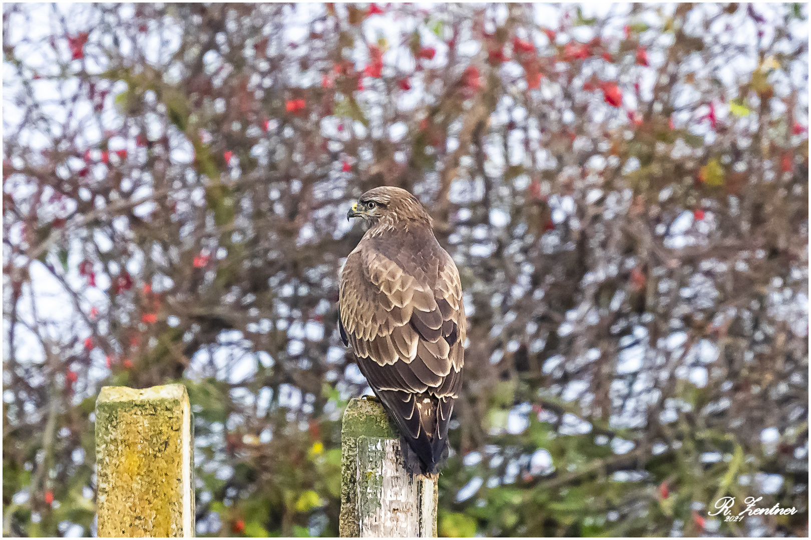 Bussard