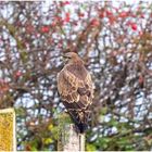 Bussard