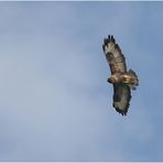 Bussard