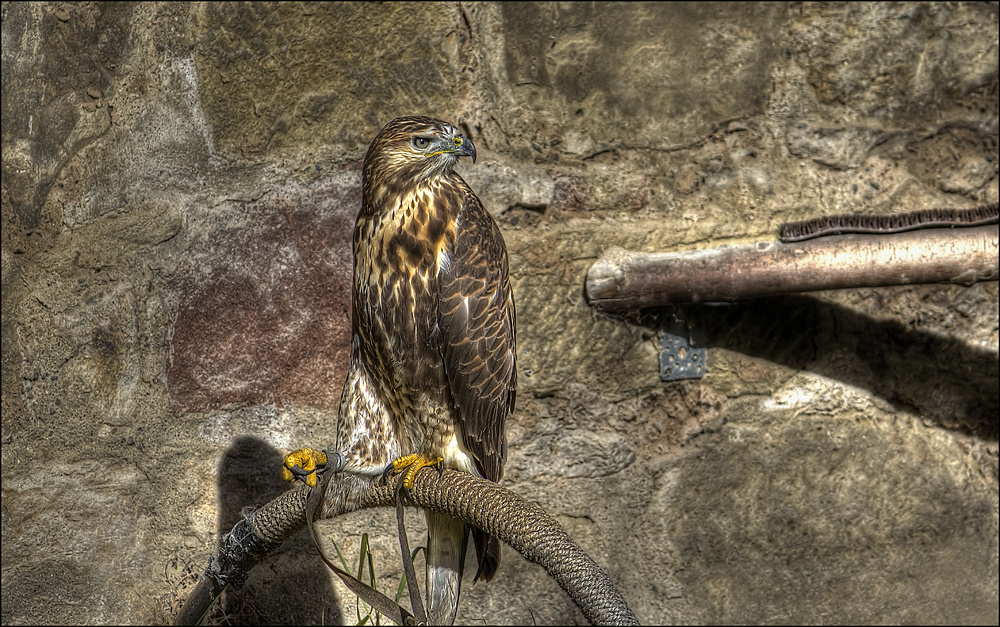 Bussard