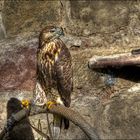 Bussard