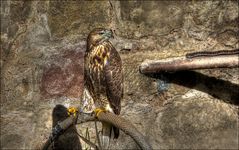 Bussard