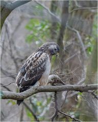 Bussard