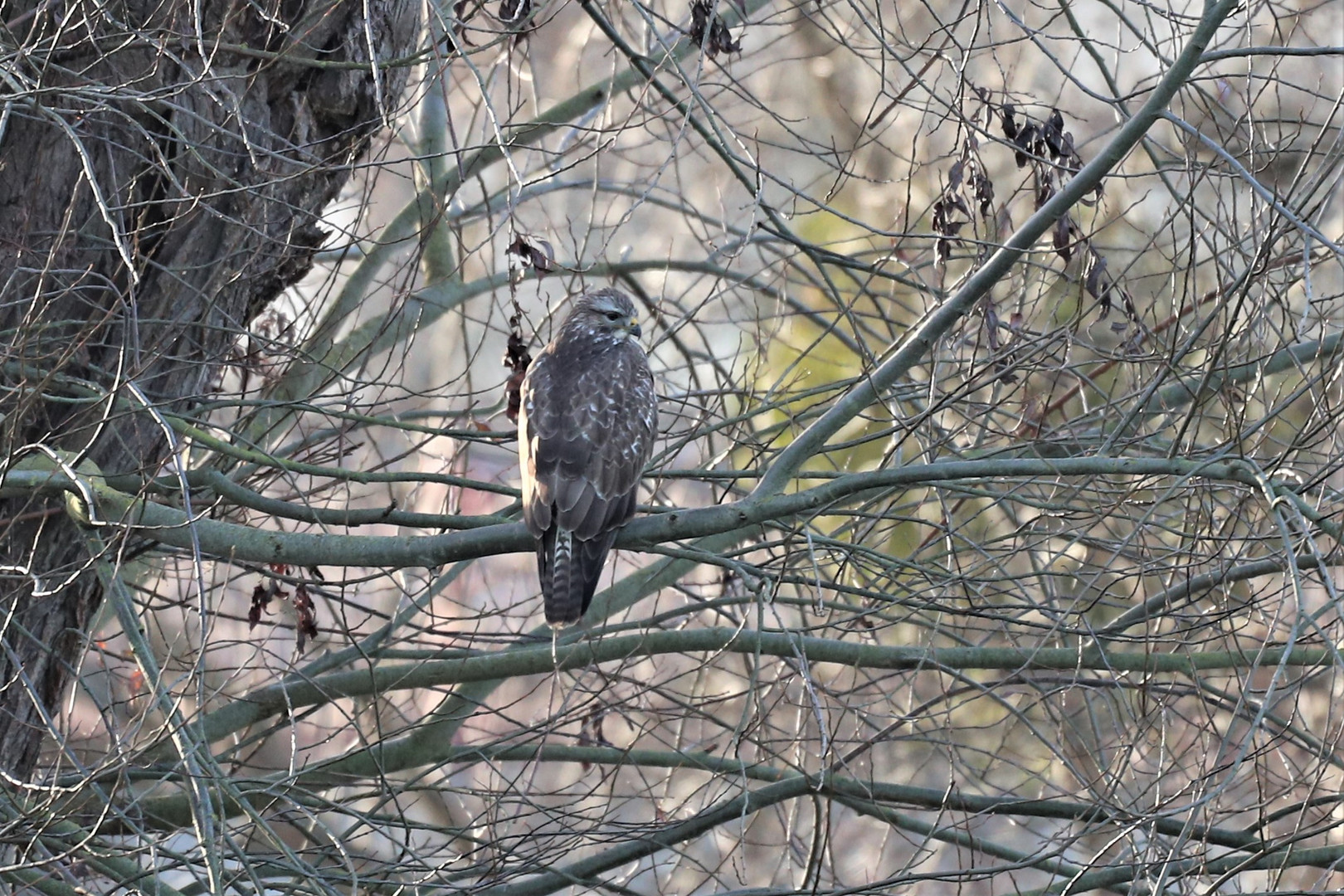 Bussard