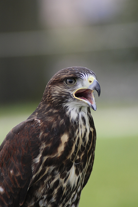 Bussard