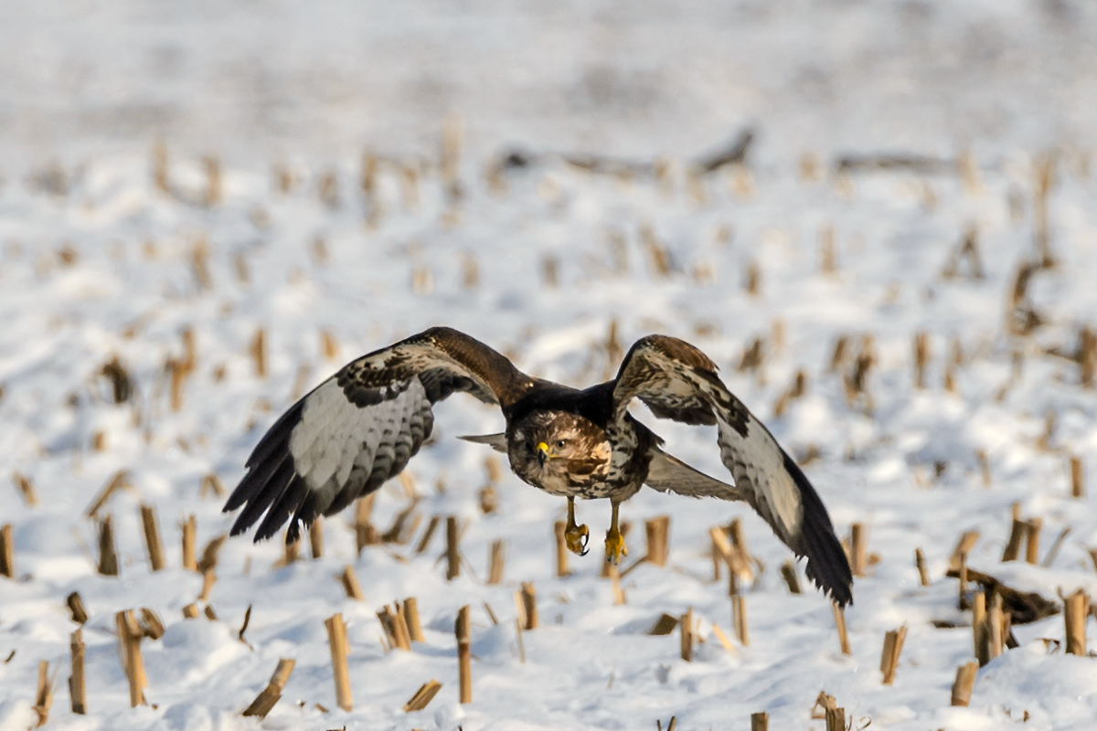 Bussard