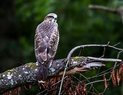 Bussard