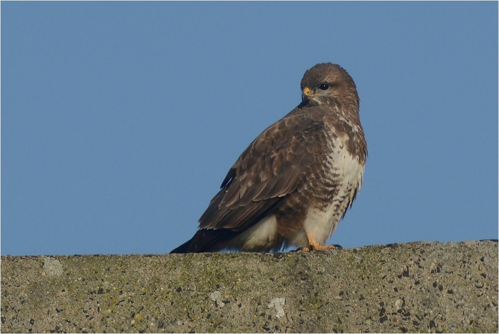 Bussard