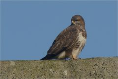 Bussard