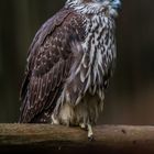 Bussard