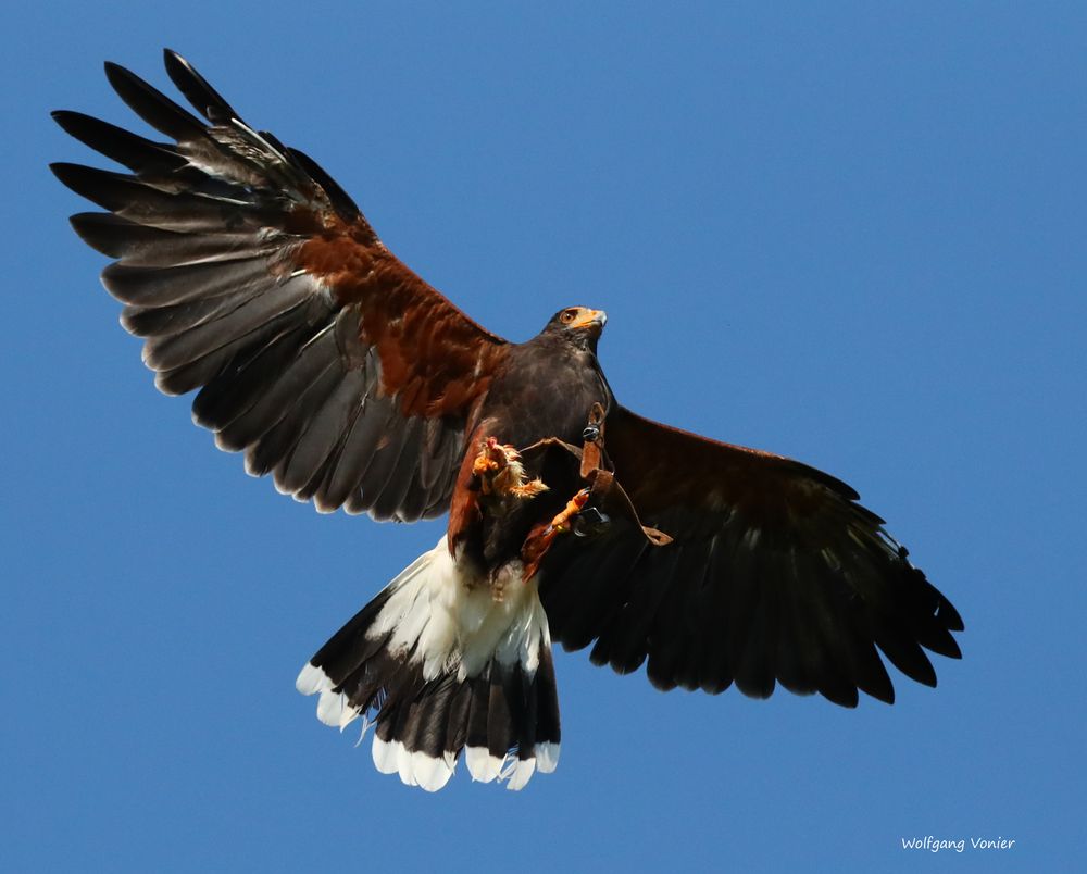 Bussard