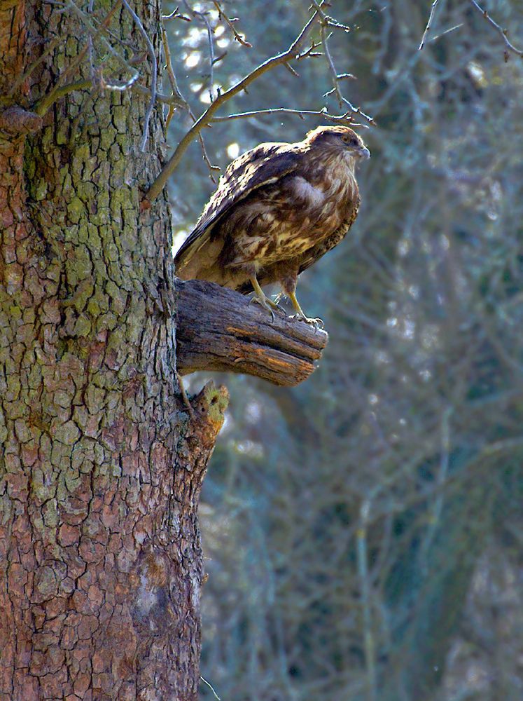 Bussard