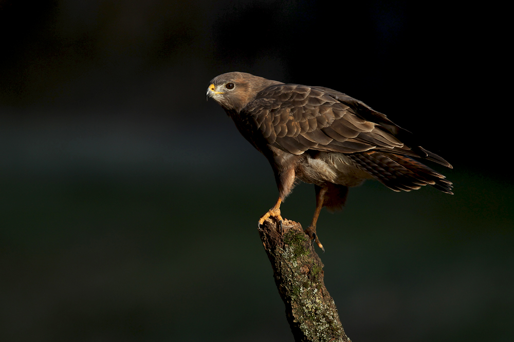 ... BUSSARD ...