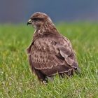 Bussard