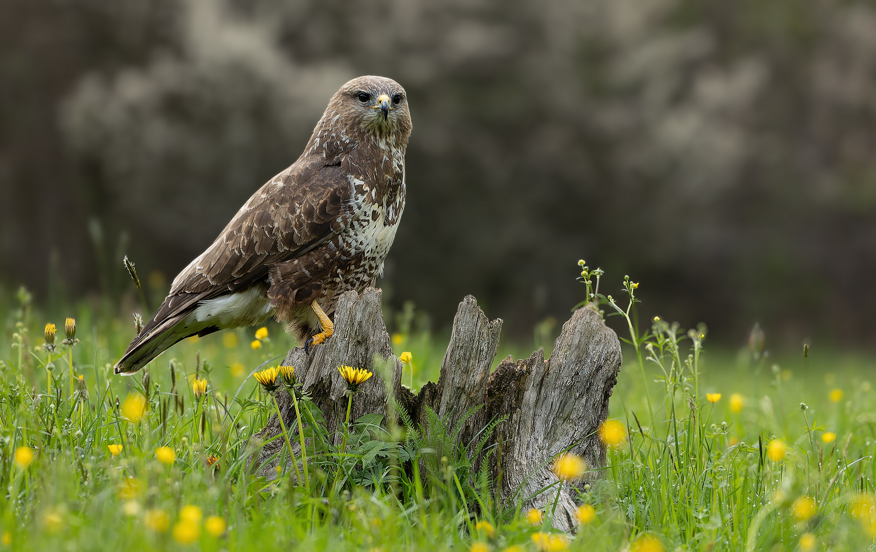 Bussard 