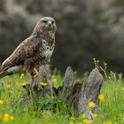 Bussard 