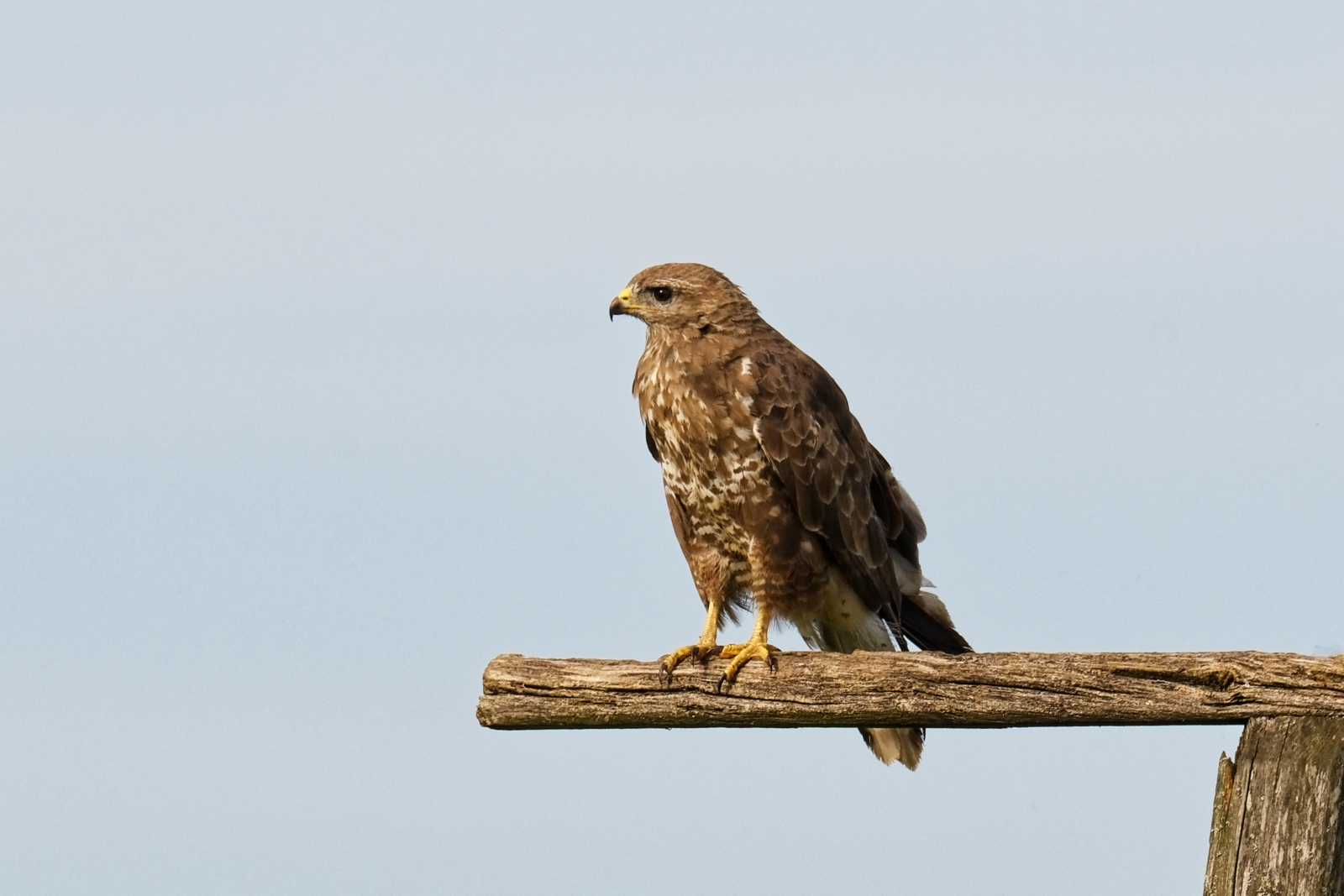 Bussard