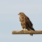 Bussard