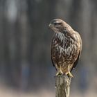 Bussard