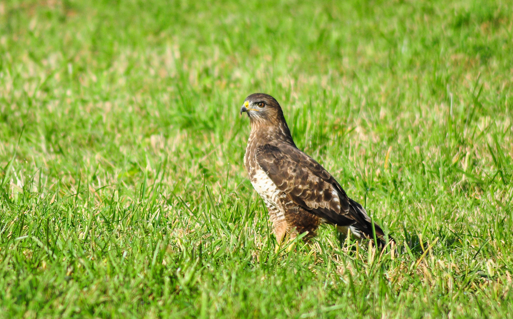 Bussard