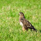 Bussard