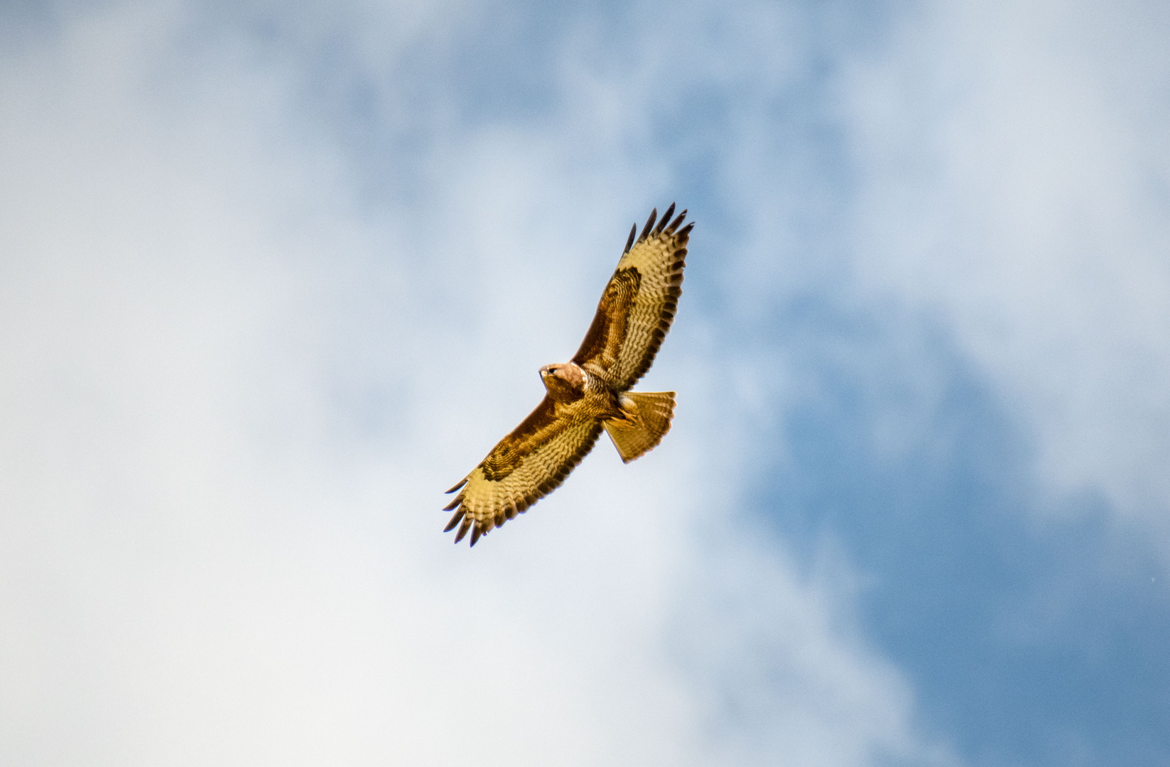 Bussard 