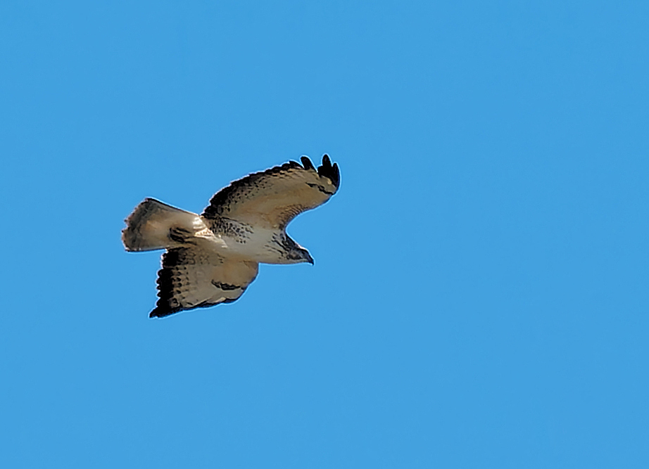 BUSSARD