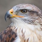 Bussard