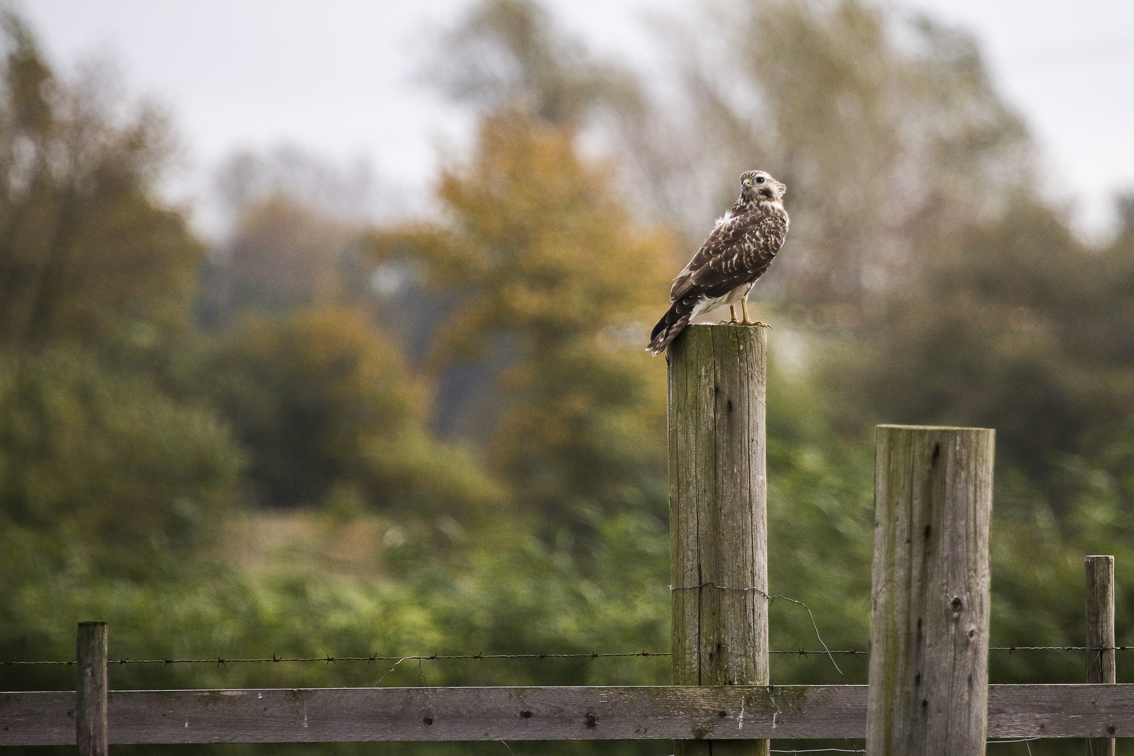 Bussard