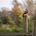 Bussard