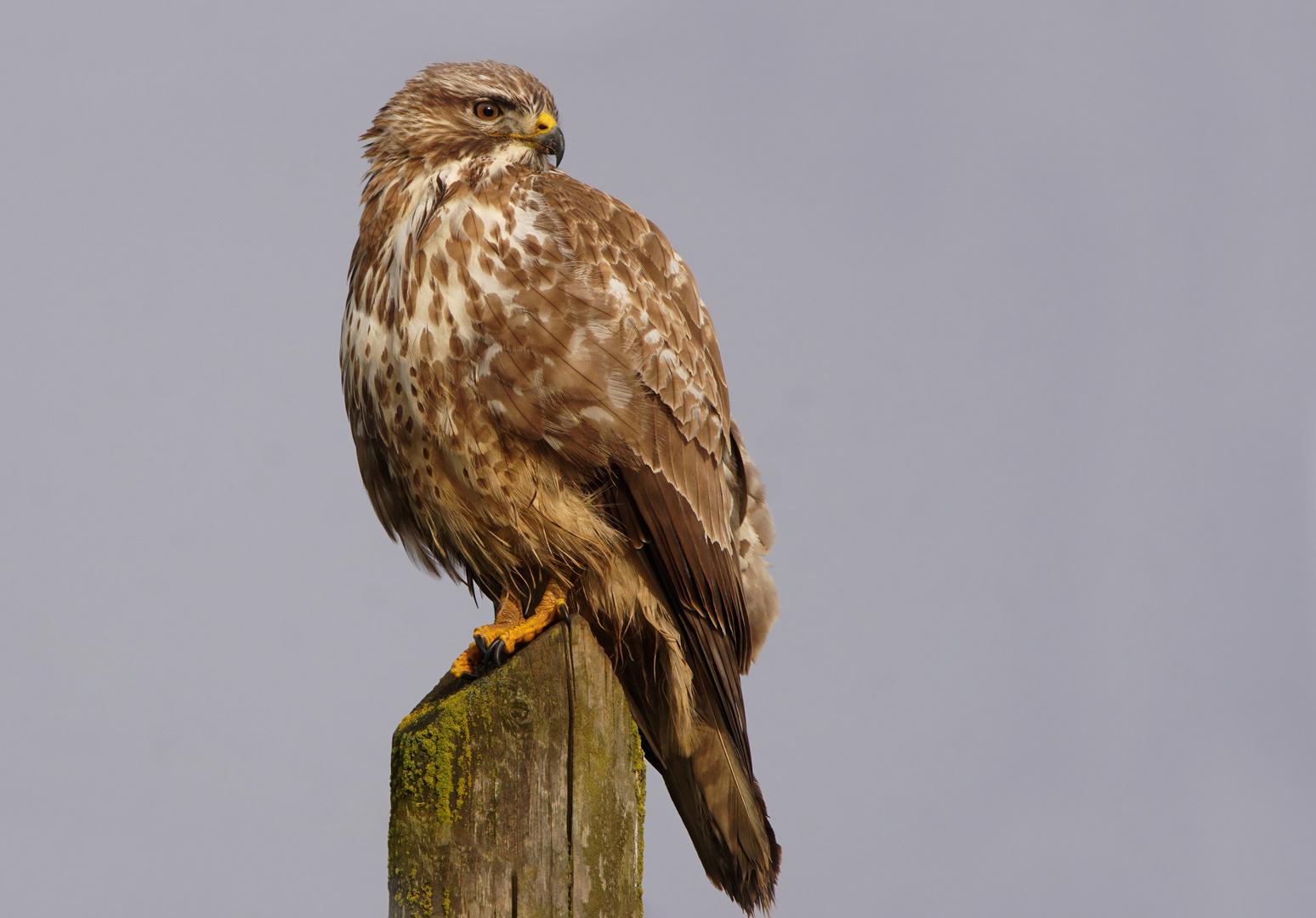 Bussard