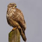 Bussard