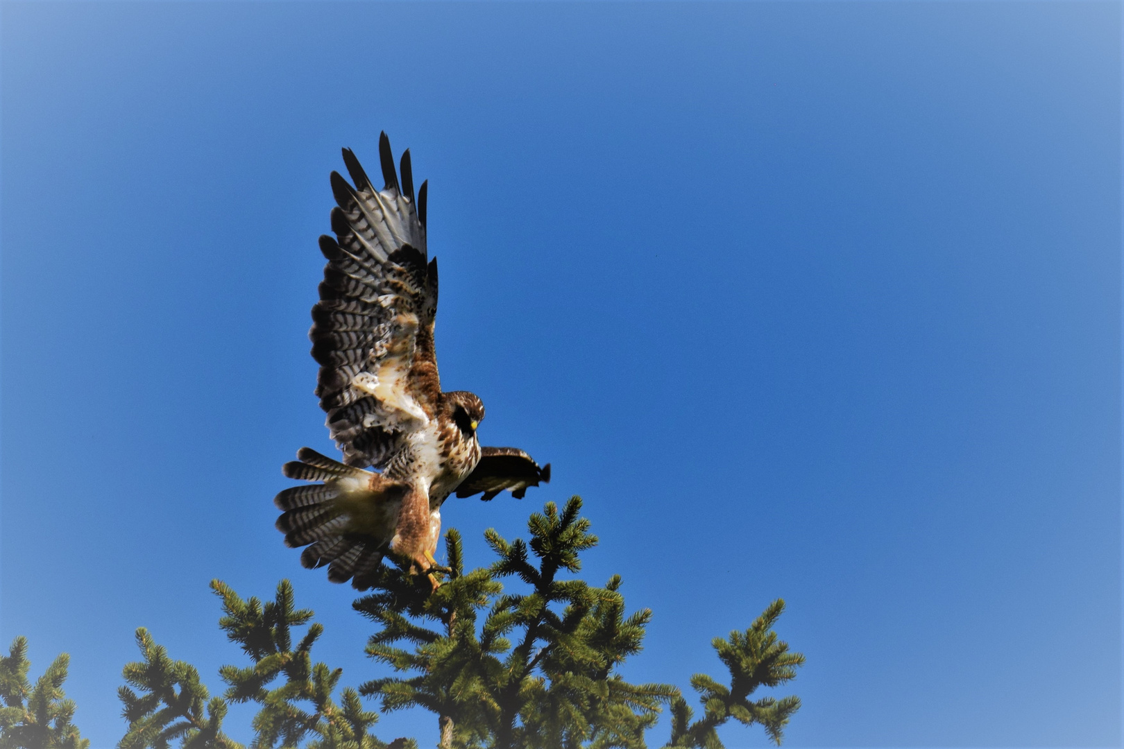 Bussard 