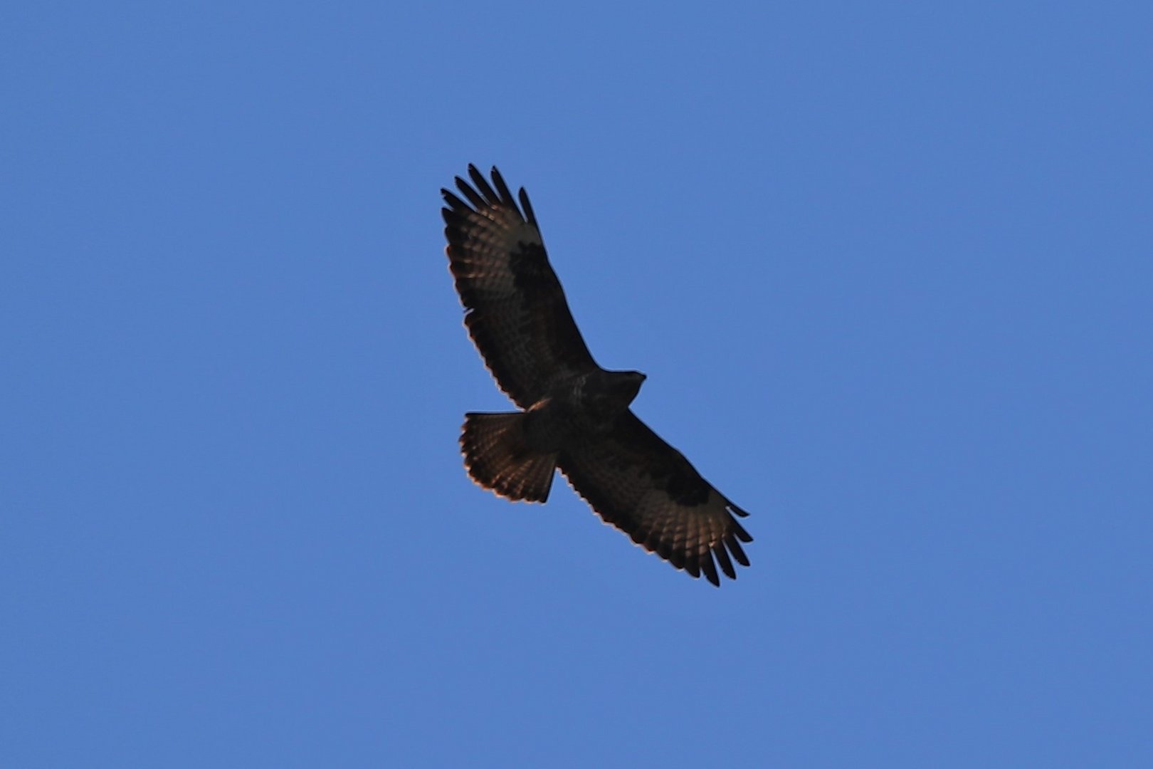 Bussard