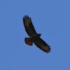 Bussard