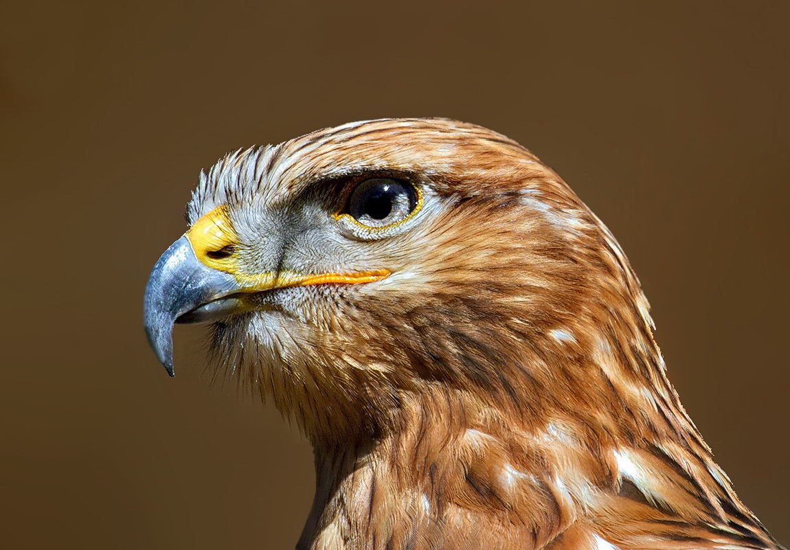 Bussard