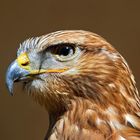 Bussard