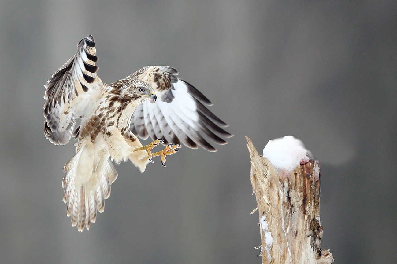 Bussard