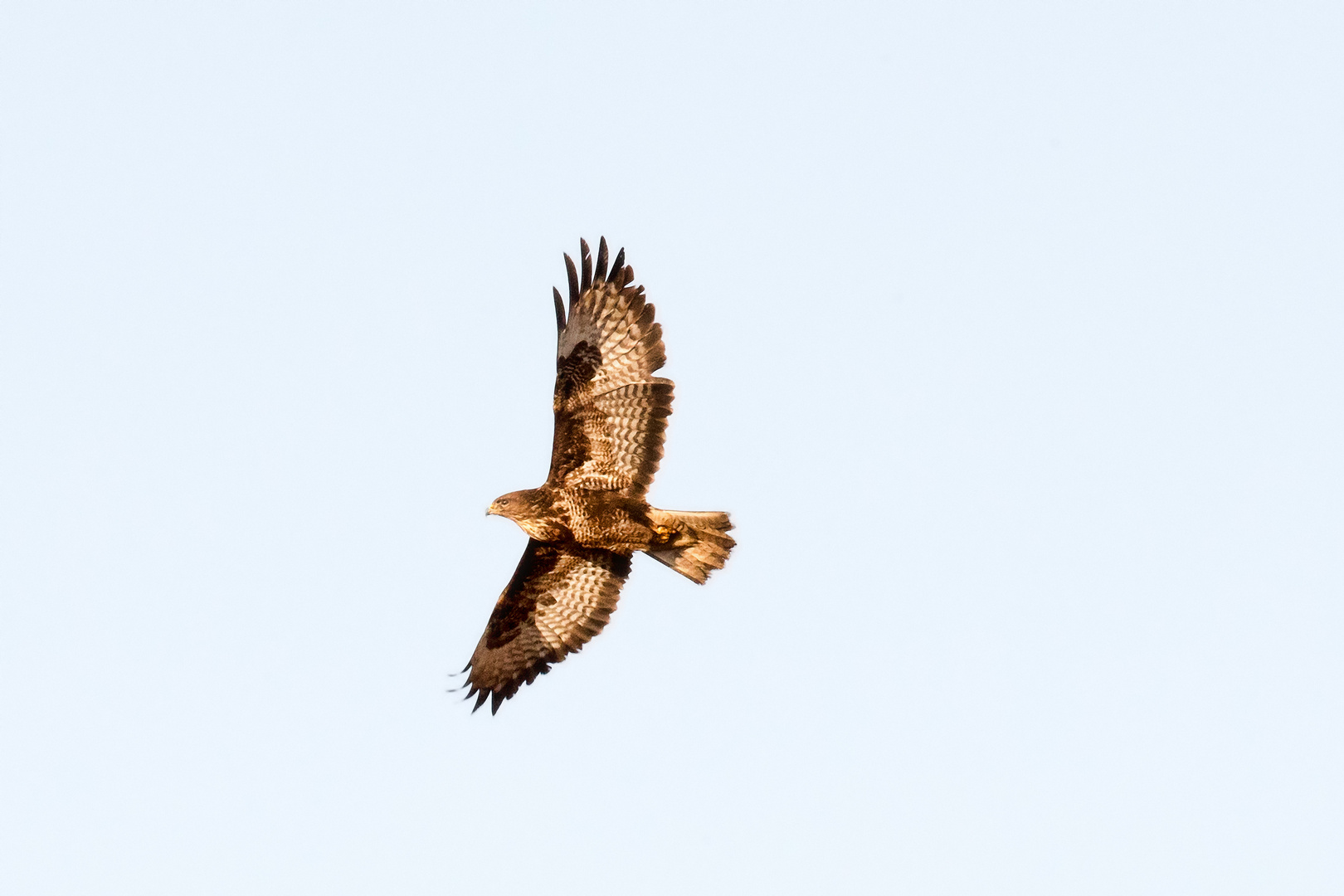 Bussard