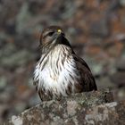 Bussard