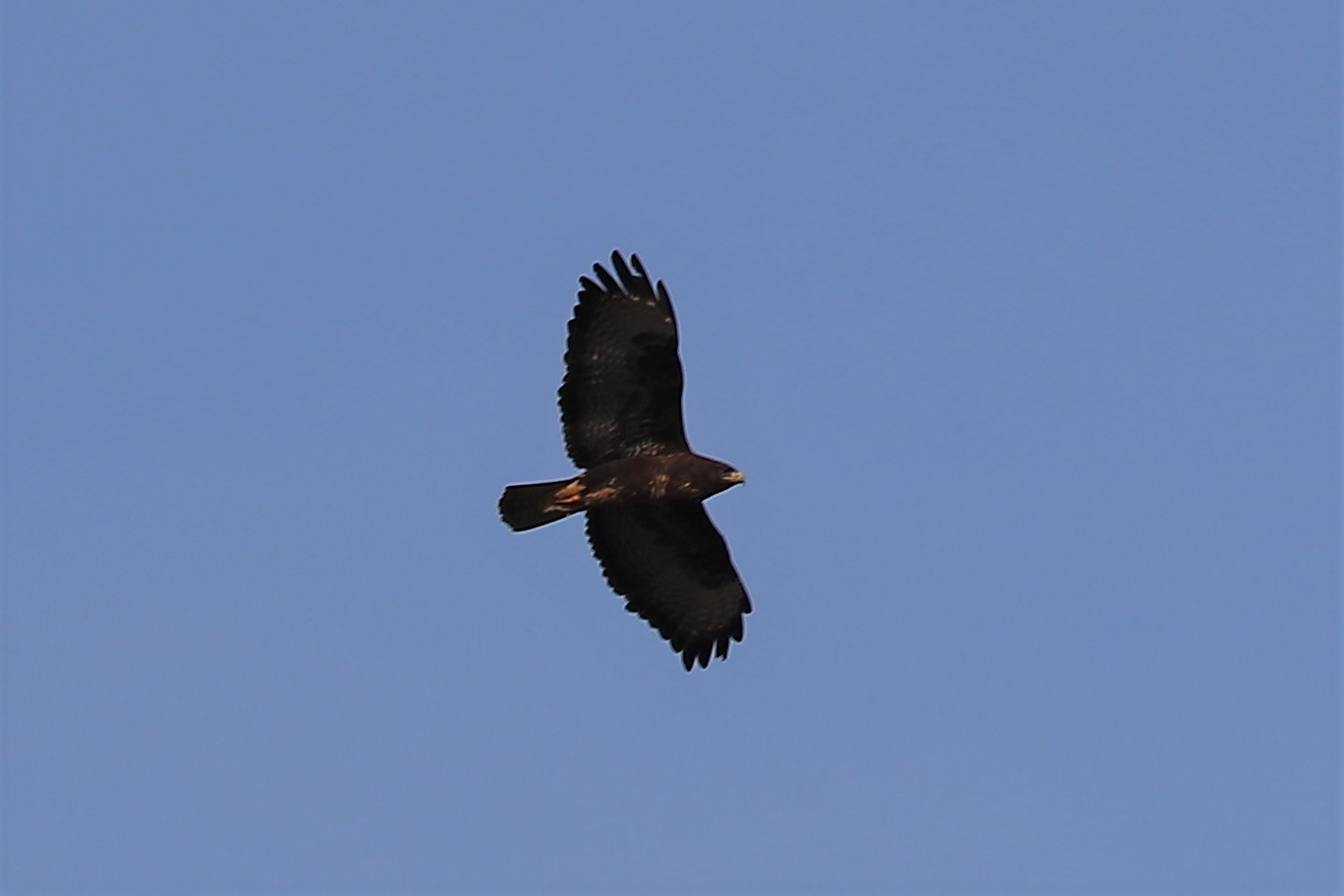 Bussard