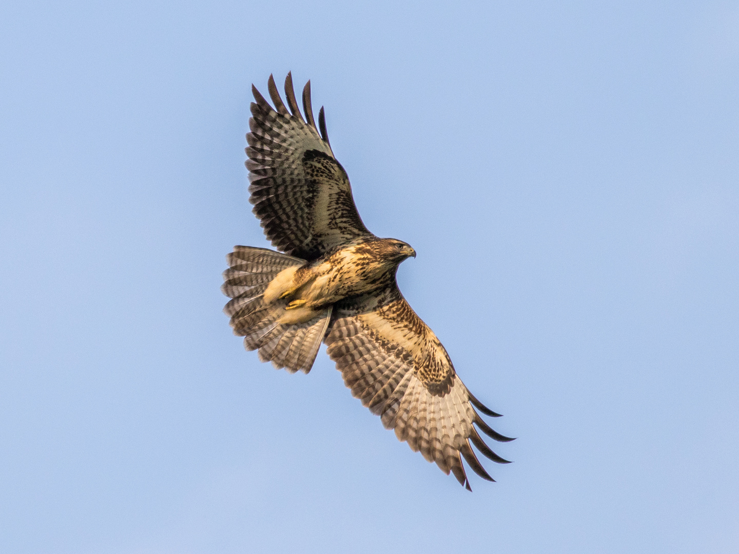 Bussard