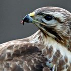 Bussard