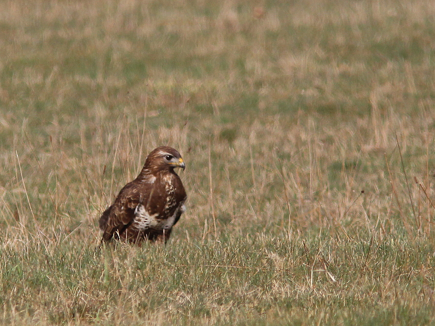 Bussard