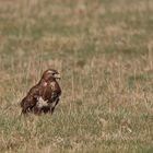 Bussard