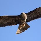 Bussard