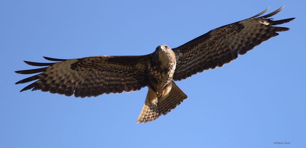 Bussard